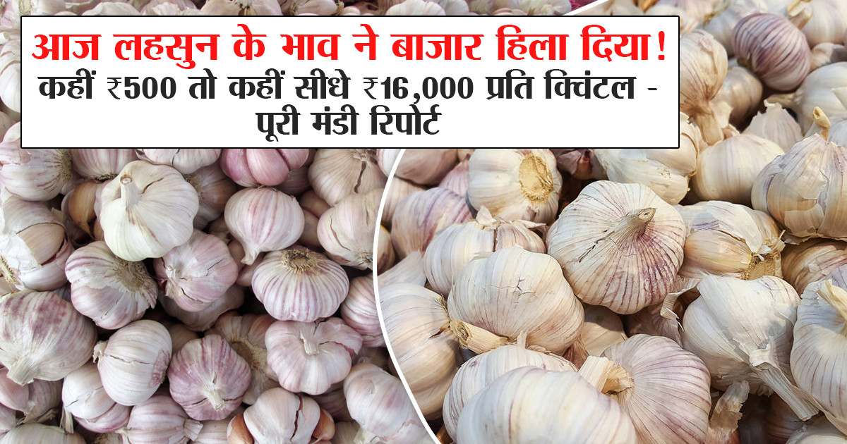 Garlic market price today