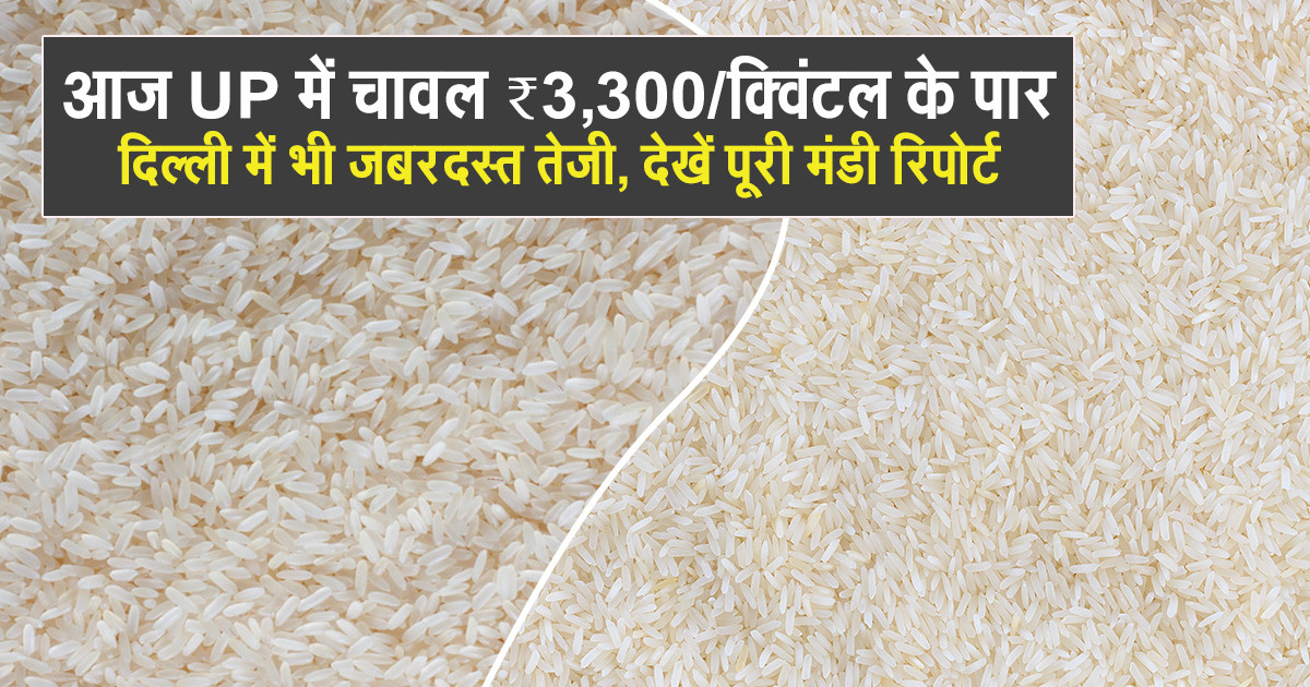 चावल का भाव - 29 दिसंबर, 2025