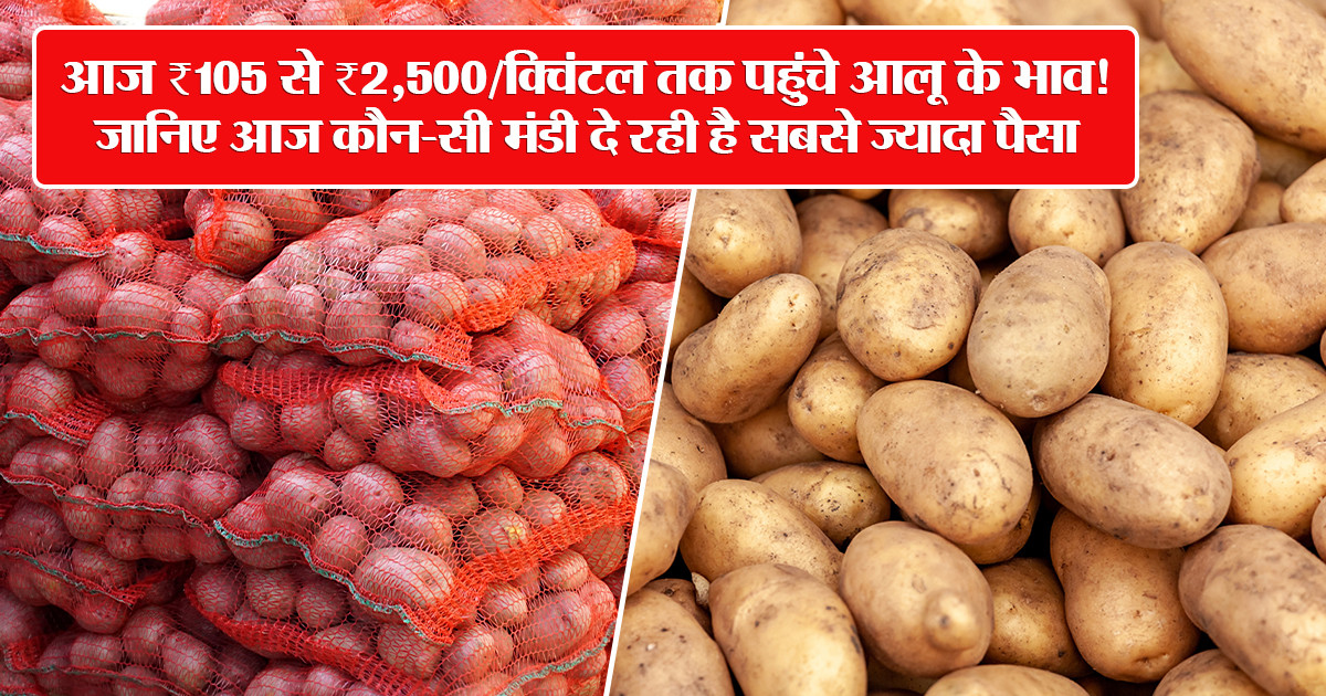 Potato Prices Today