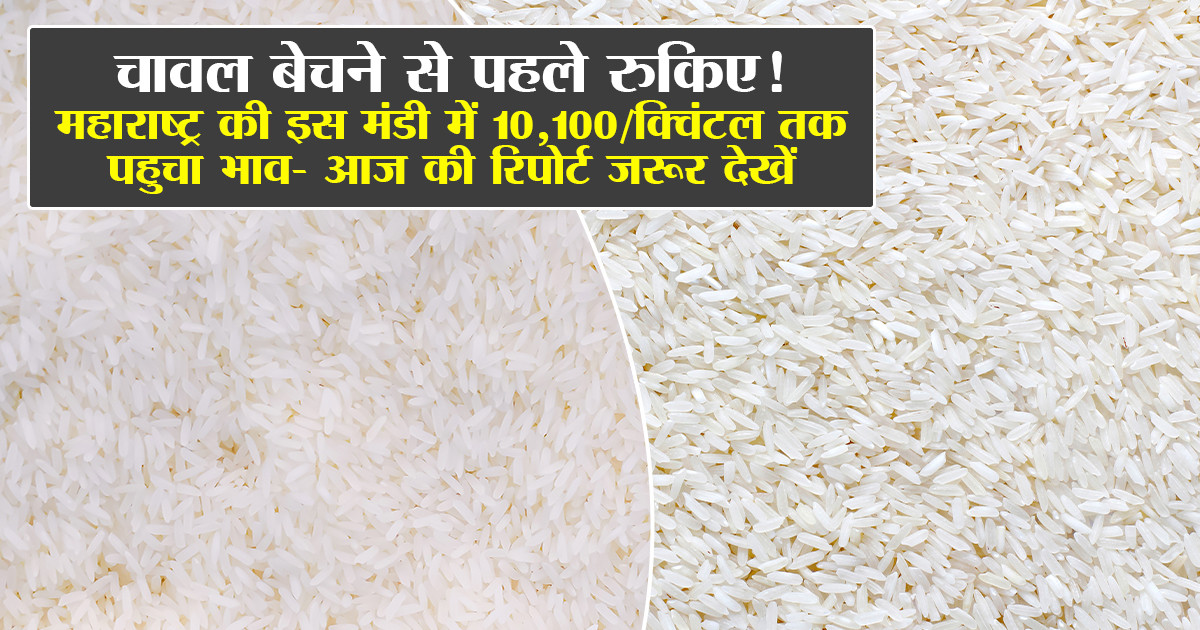 Rice market prices today Maharashtra (05 January, 2026)