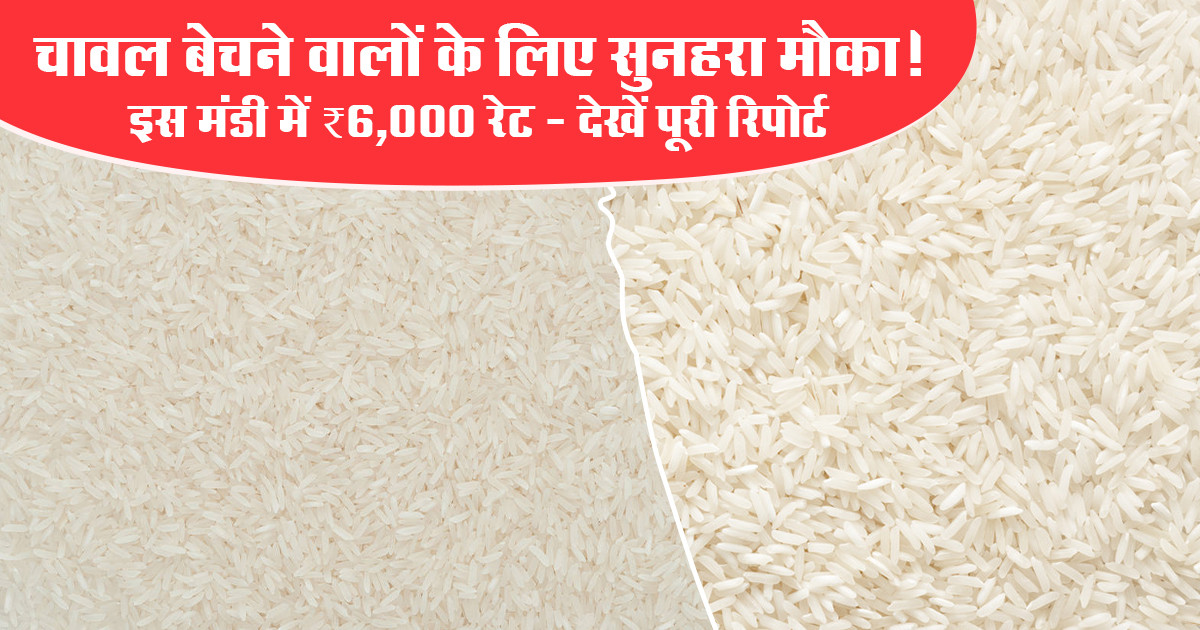 Rice Market Prices Today (09 January, 2026)