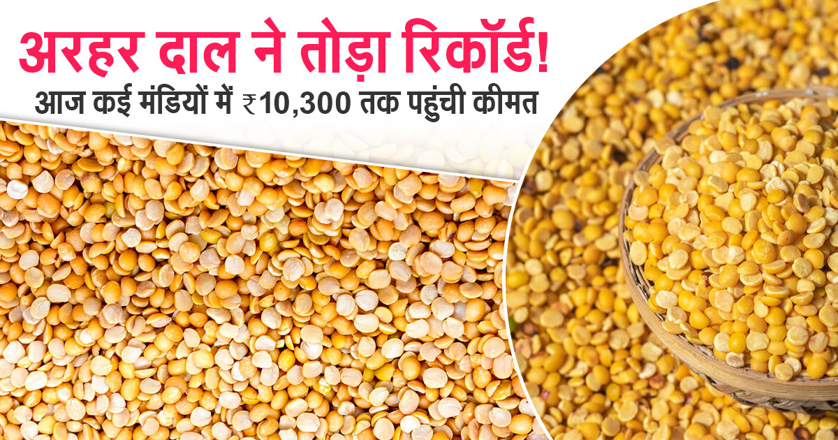 Tur Dal Market Price Today - (12 Jan 2026)