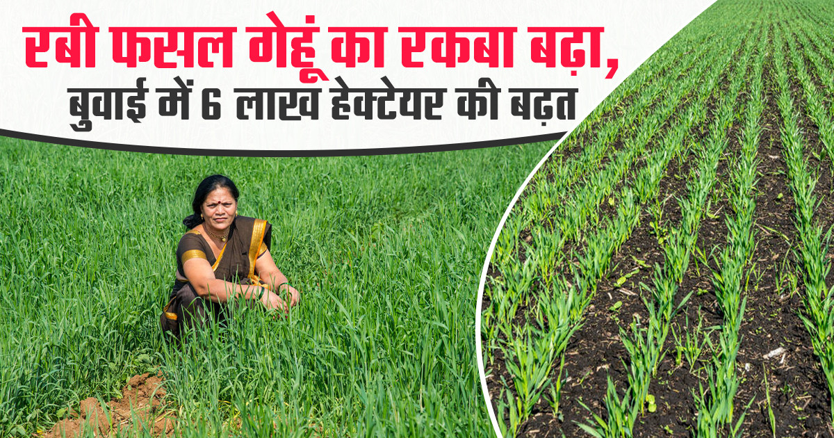 Wheat sowing increase