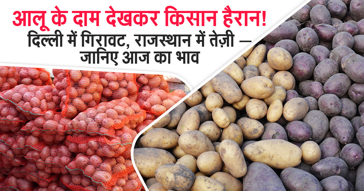 Potato Prices Today