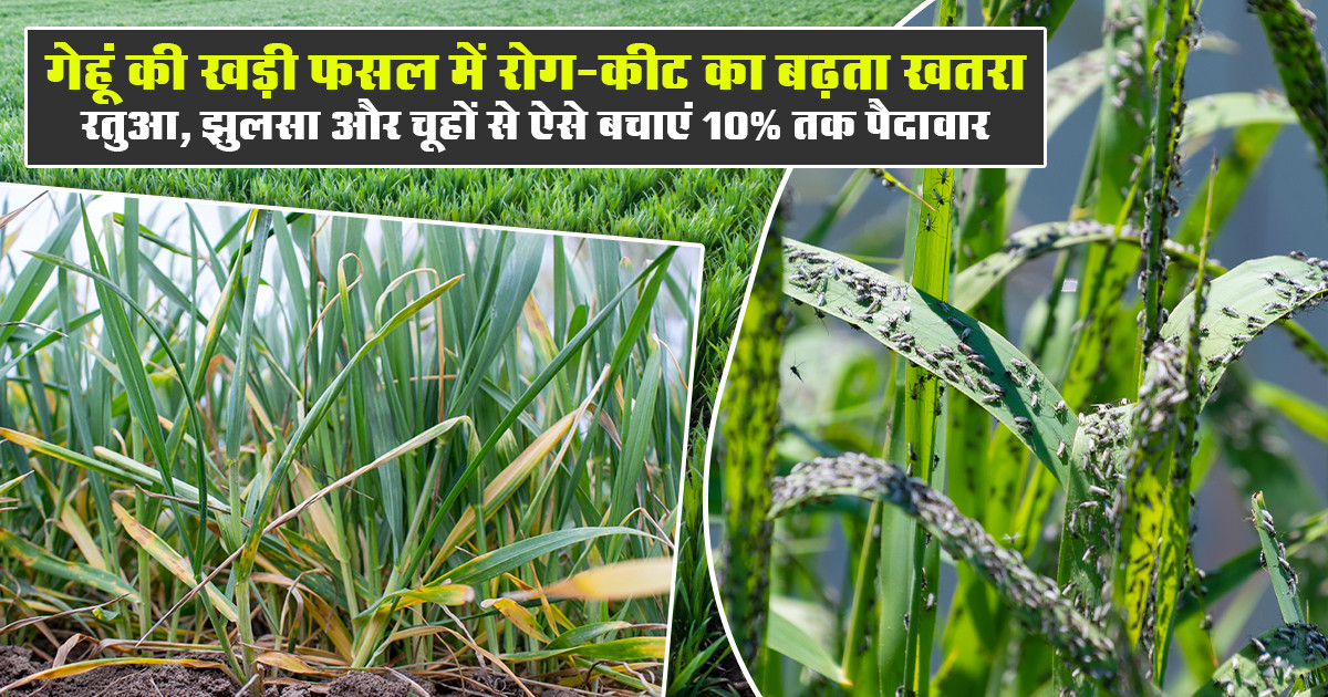 Wheat crop pest and disease control