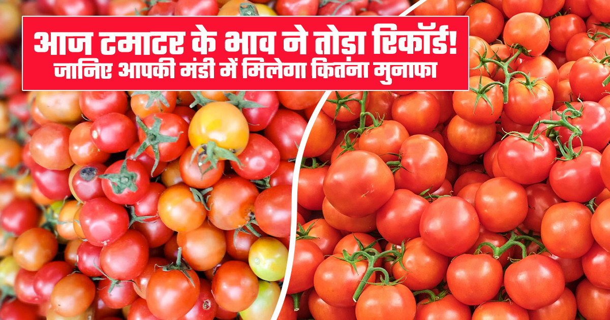 Tomato Prices