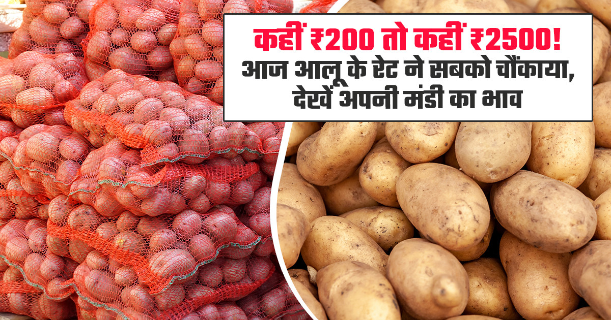 आलू मंडी भाव  (20 जनवरी, 2026)