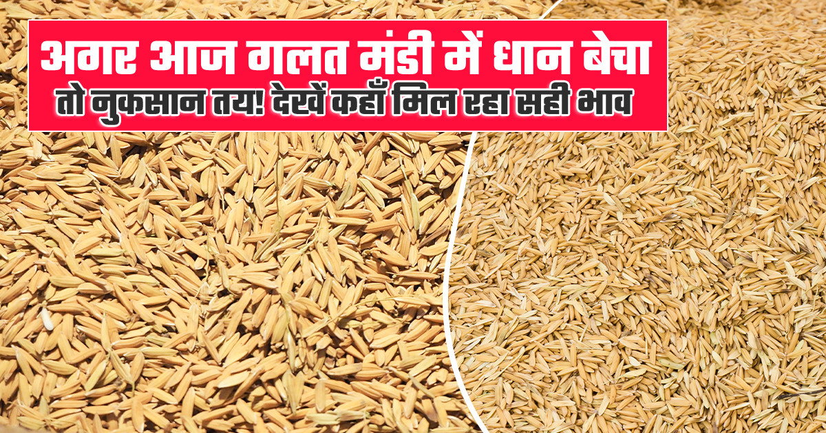 धान का मंडी भाव आज का