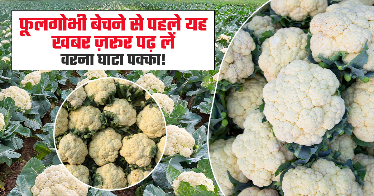 Cauliflower Prices Today -  (21 January, 2026)