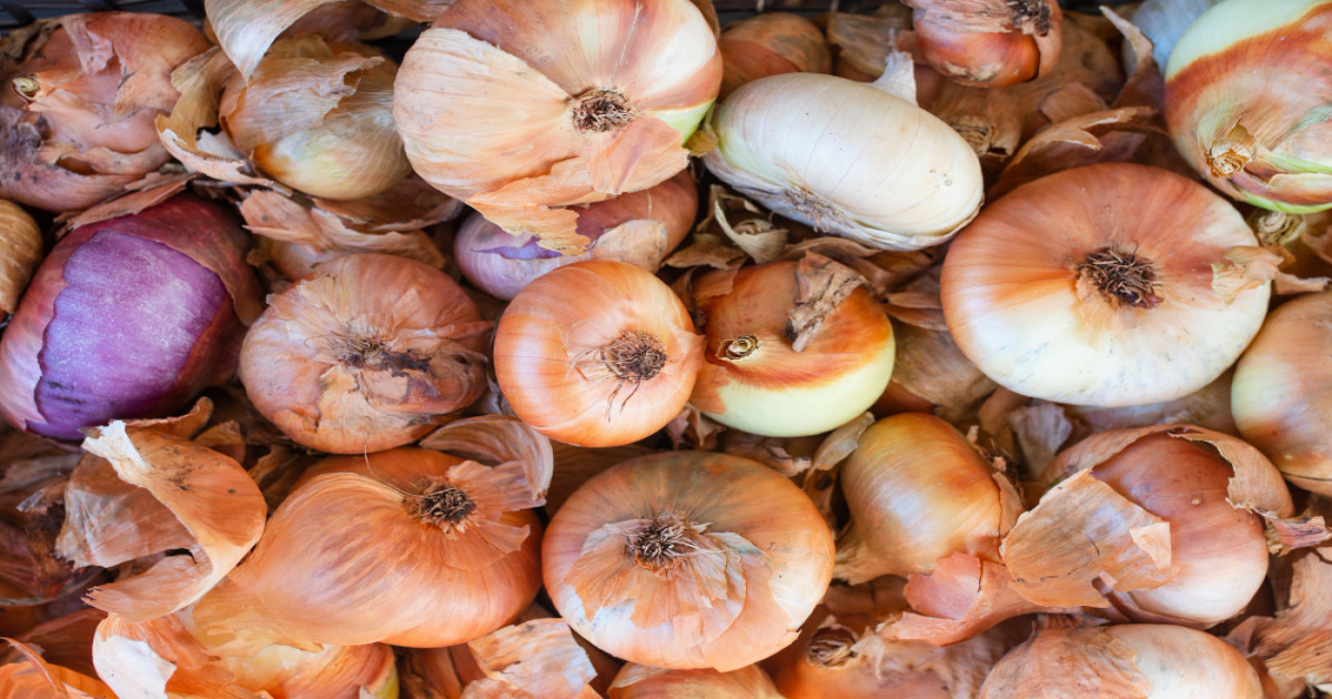 new onion varieties for farmers