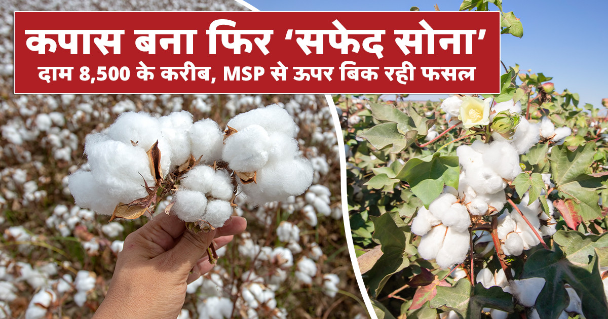 कपास बाजार में बढोतरी
