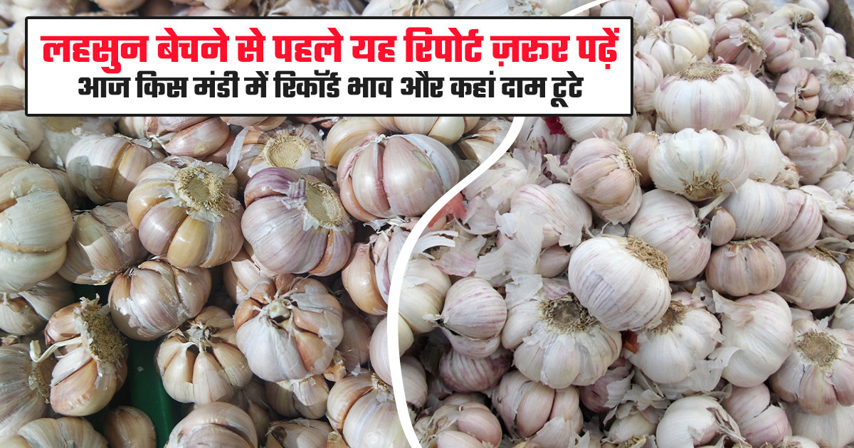 Garlic Prices Today - (22 January, 2026)