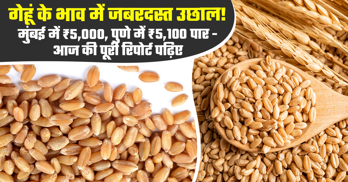 Wheat Price Today -  (25 Junuary, 2026)