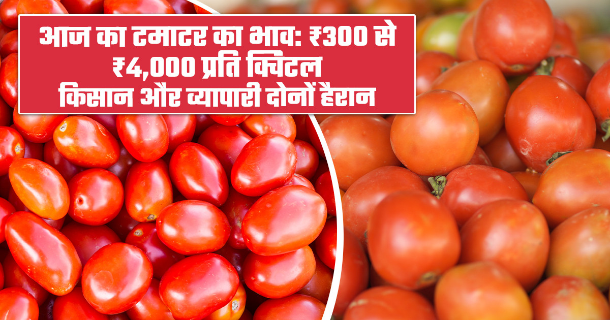 Tomato Price Today - (25 January, 2026)