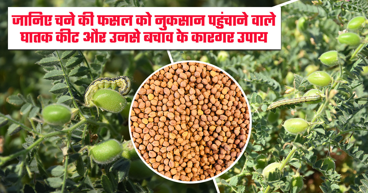 चने के प्रमुख कीट और बचाव