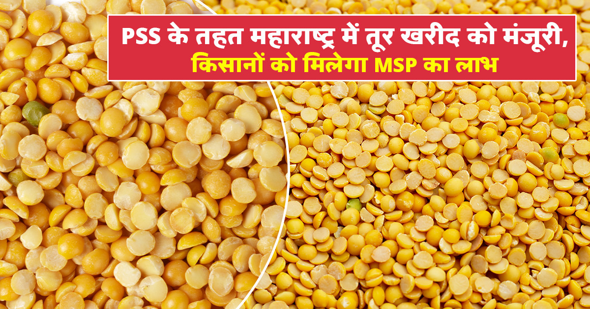 Tur MSP purchase in Maharashtra