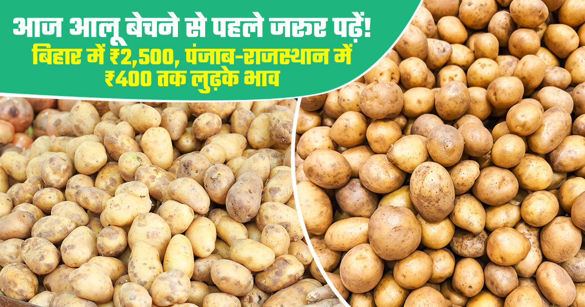 Potato Market Prices - (27 January, 2026)