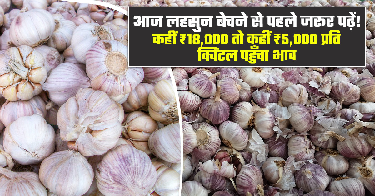 Garlic Prices Today - (27 January, 2026)
