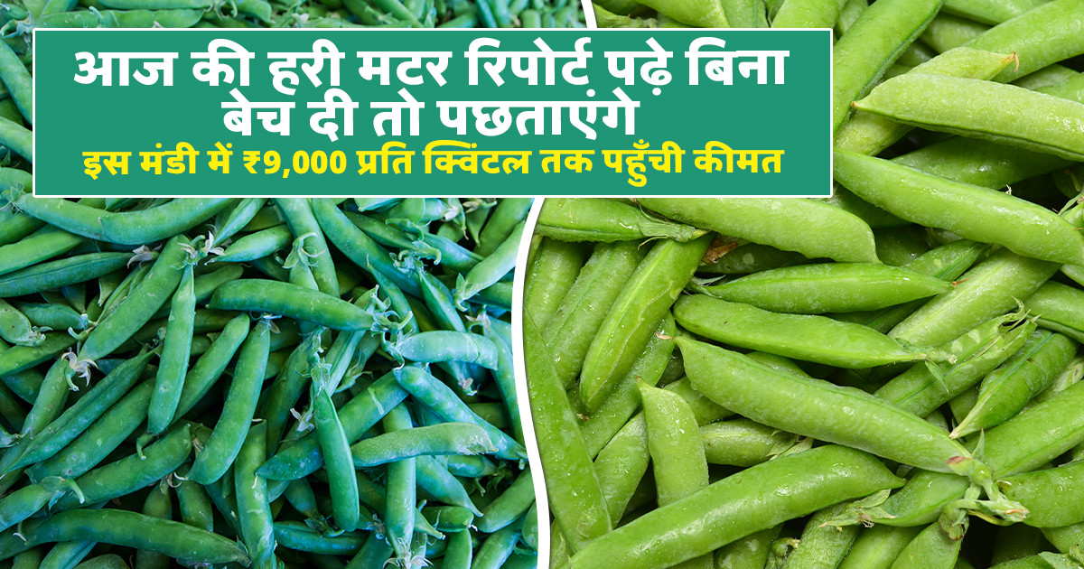 Green Pea Prices Today