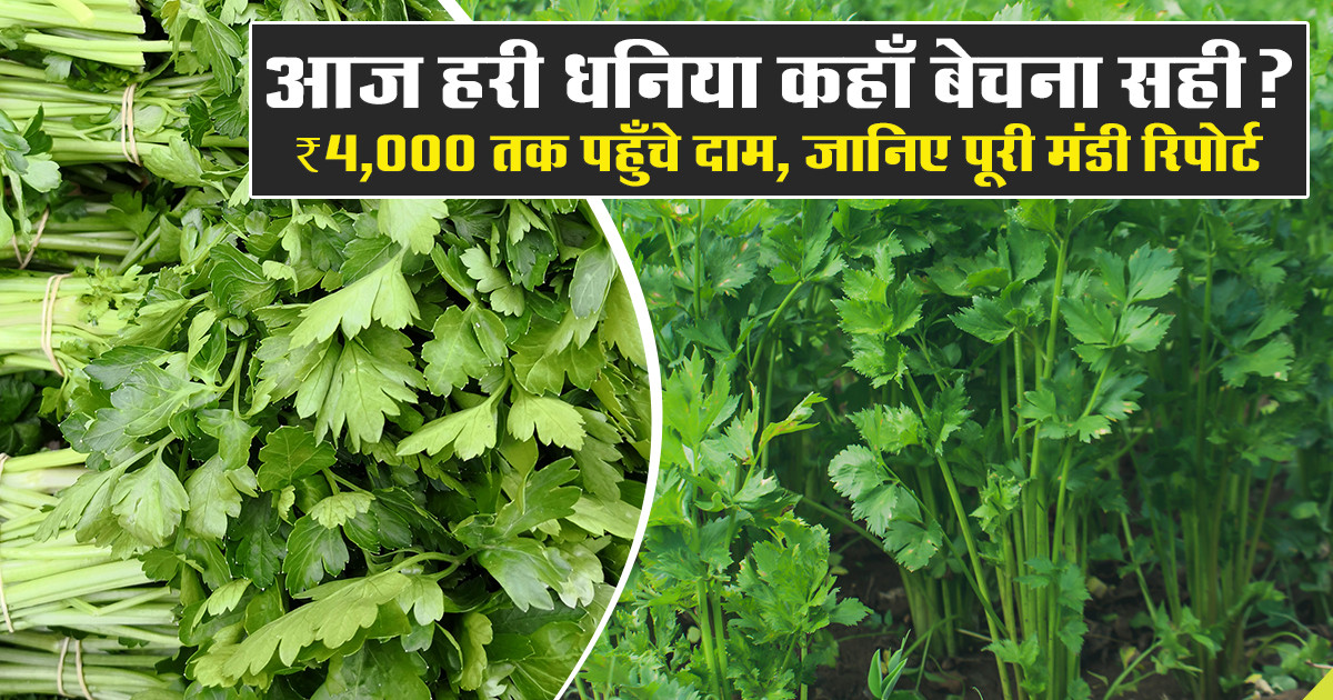 Green Coriander Prices Today (29 January, 2026)