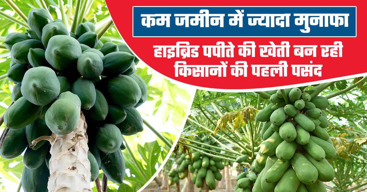 पपीते की खेती