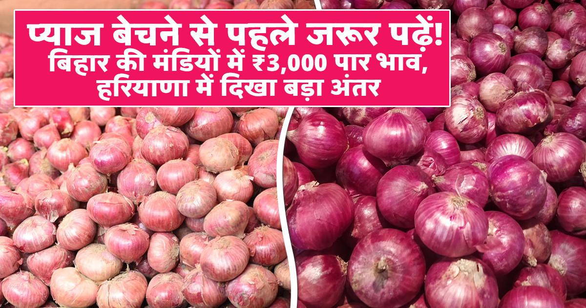 Onion Market Prices Today  (30 January, 2026)