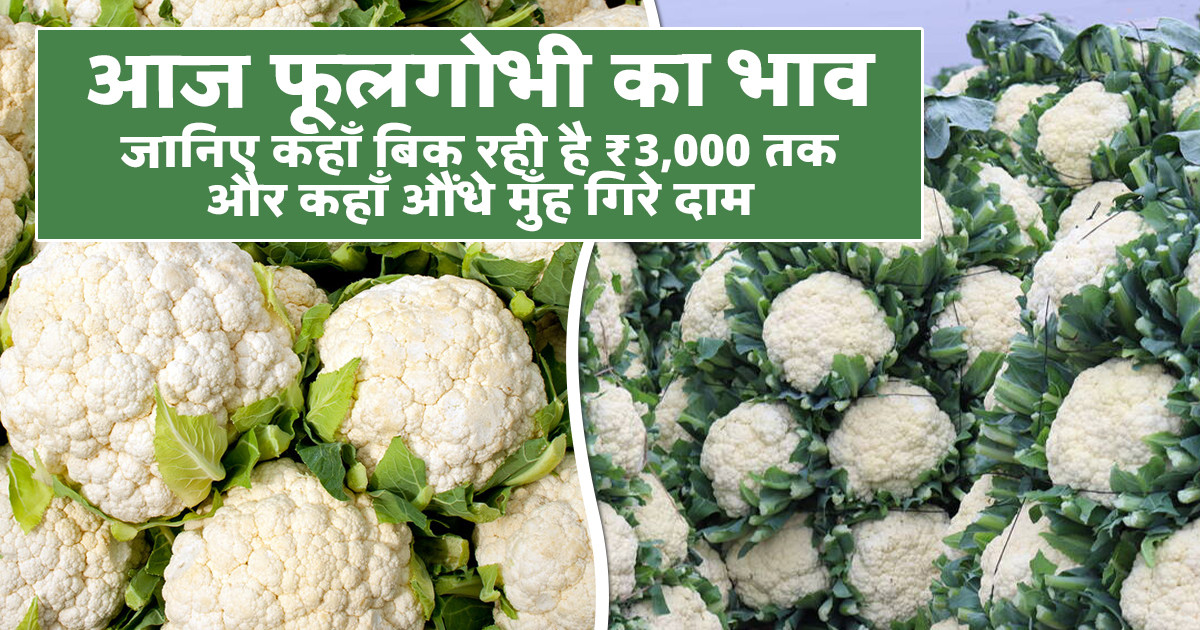 Cauliflower prices today - (02 February, 2026)