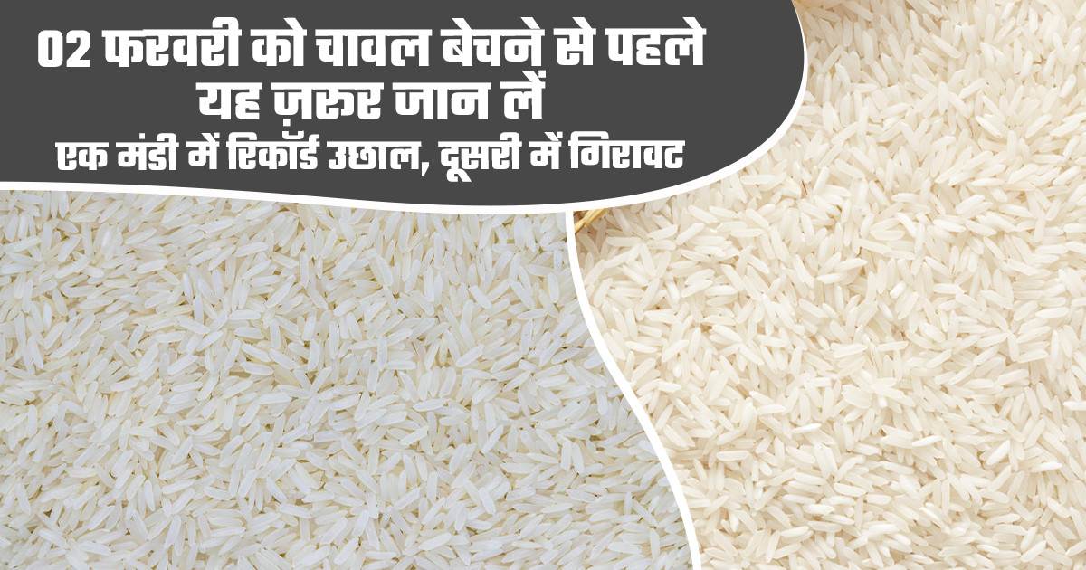 Rice prices today -  (02 February, 2026)