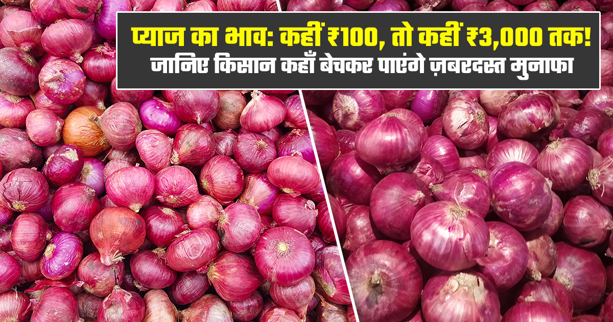 Onion price Bihar Gujarat Madhya Pradesh - (03 February, 2026)