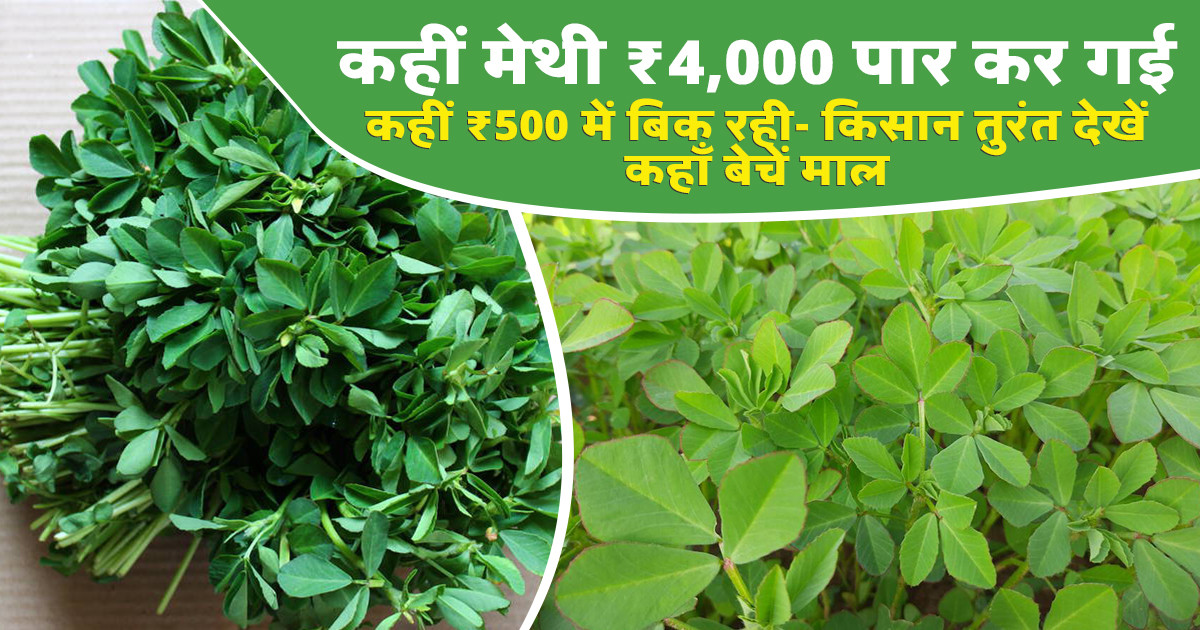 Methi Market Prices Today (04 February, 2026)