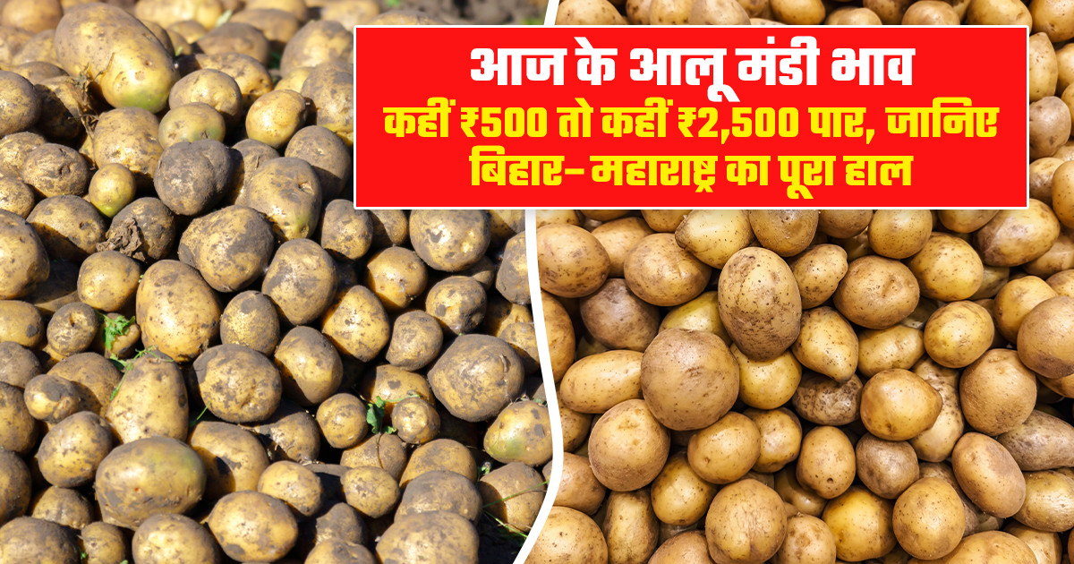 आलू का भाव - (06 फरवरी, 2026)