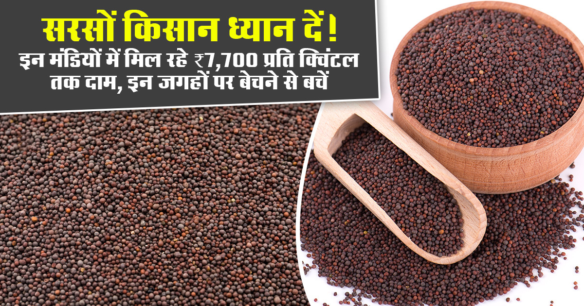 Mustard Market Prices Today (08 February, 2026)