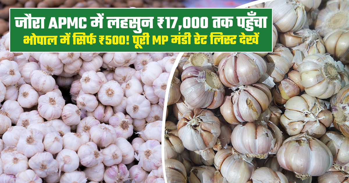 Garlic Prices Today (09 February, 2026)