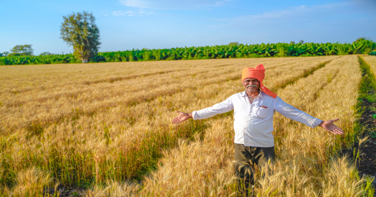 Wheat cultivation in India