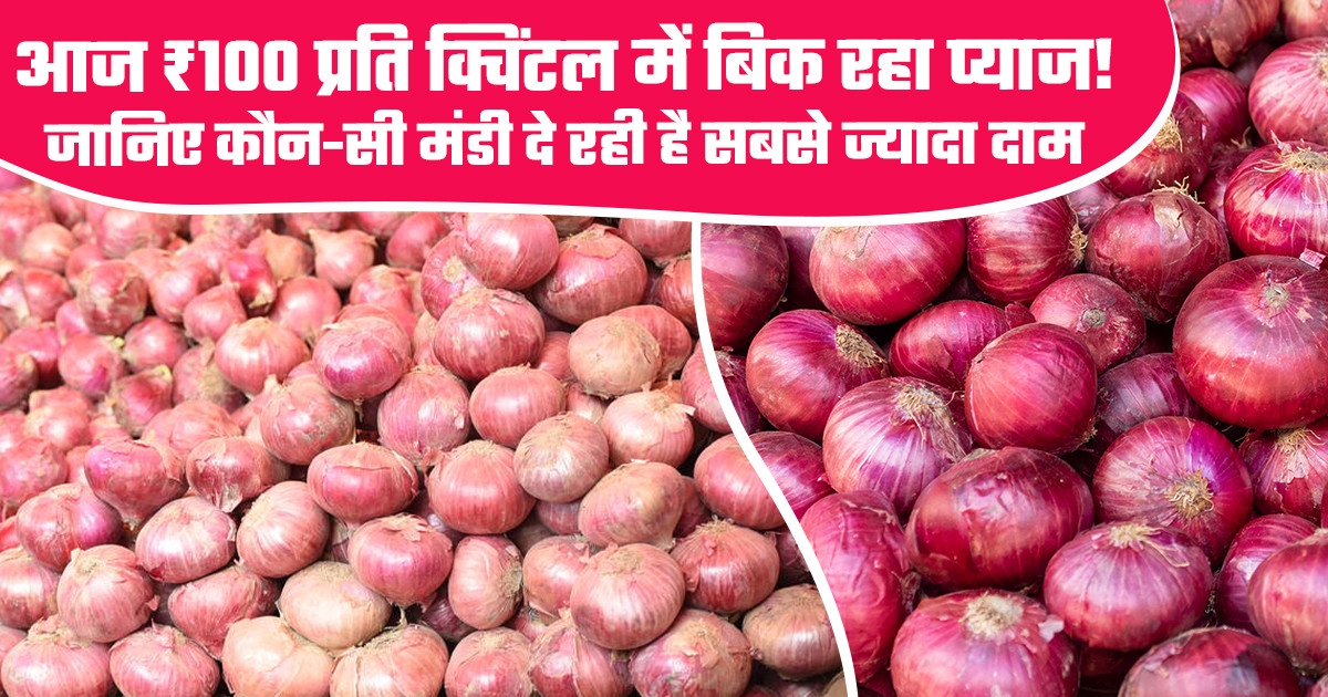 Onion Market Prices Today - (11 February, 2026)