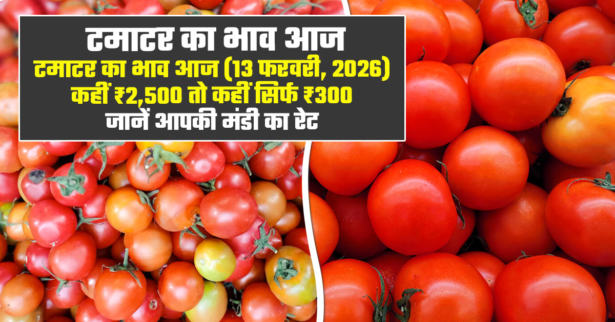 मध्य प्रदेश में टमाटर का भाव (13 फरवरी, 2026)