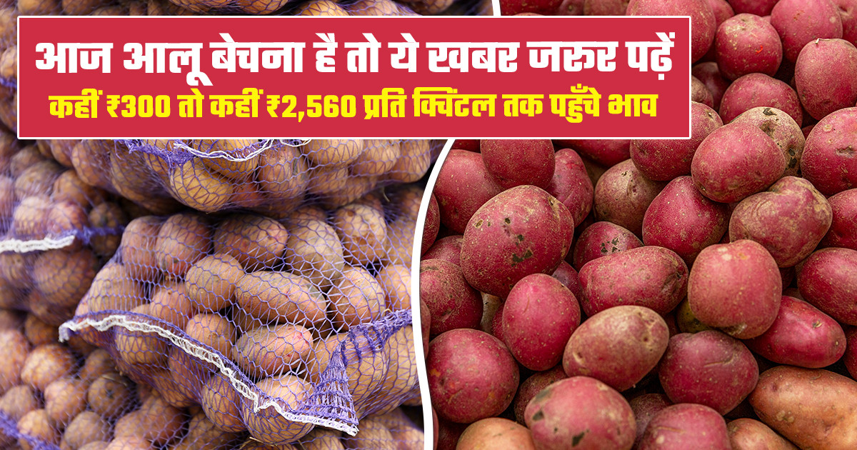 Potato Market Prices Today (14 February, 2026)
