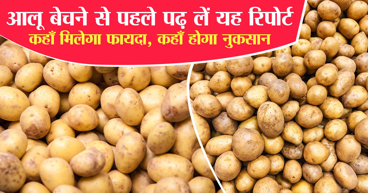 Potato Market Prices Today (15 February, 2026)