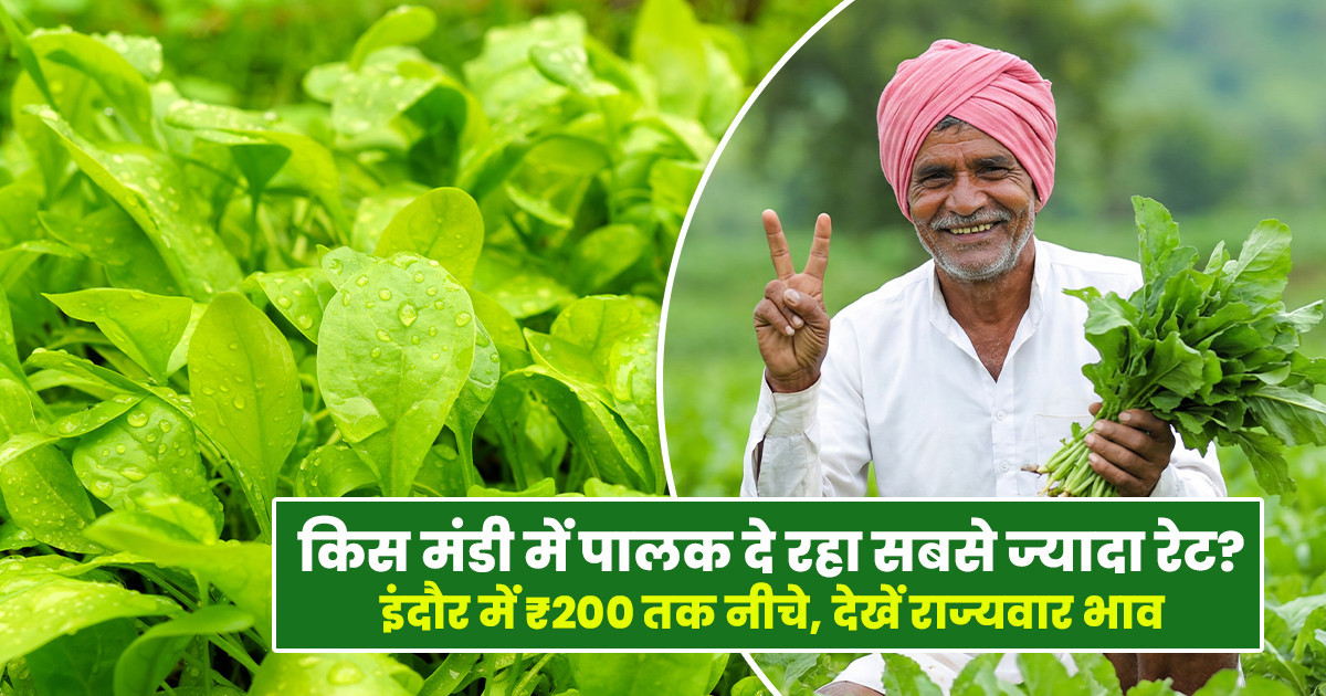 Spinach Market Prices Today (16 February, 2026)