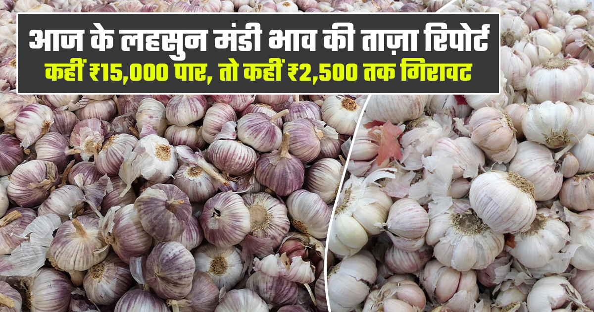 Garlic Market Prices Today - (17 February, 2026)