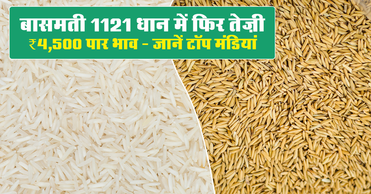 Basmati Market Paddy Price Today - (18 February, 2026)