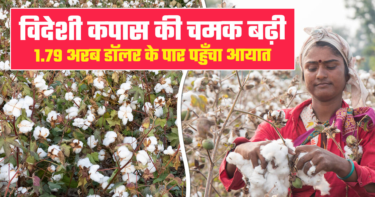India Cotton Import 2025