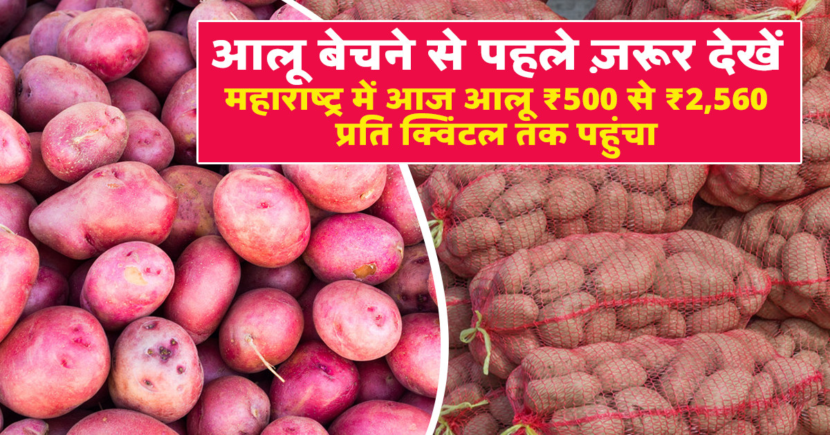 Potato Market Prices Today - (19 February, 2026)