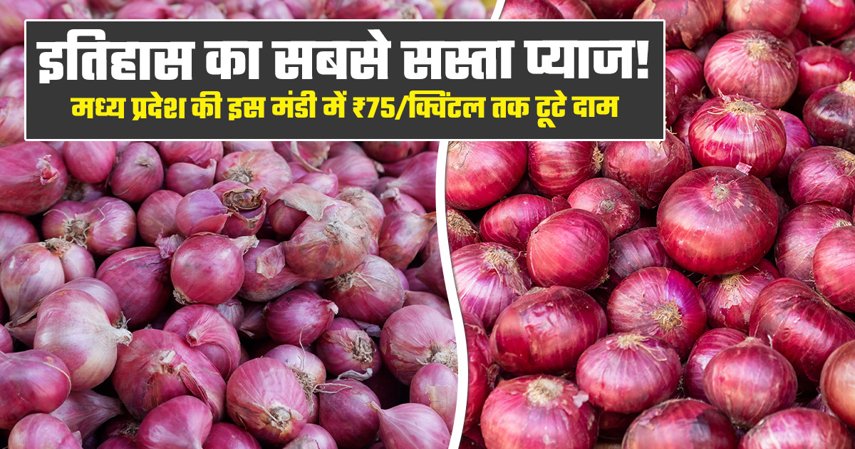 Onion Market Price Today - (20 February, 2026)