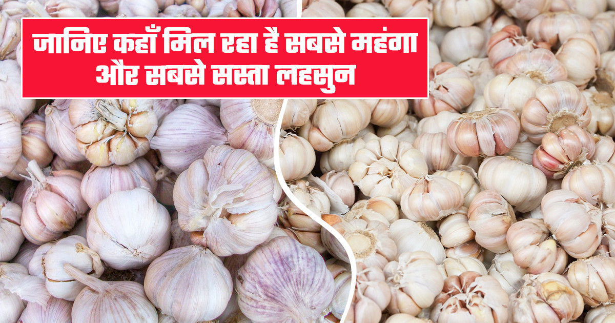 Garlic Prices Today (21 February, 2026)