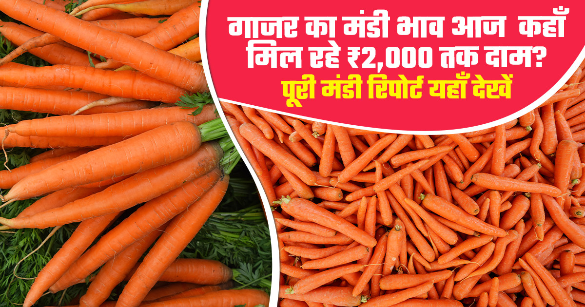 Carrot Market Prices Today - (21 February, 2026)