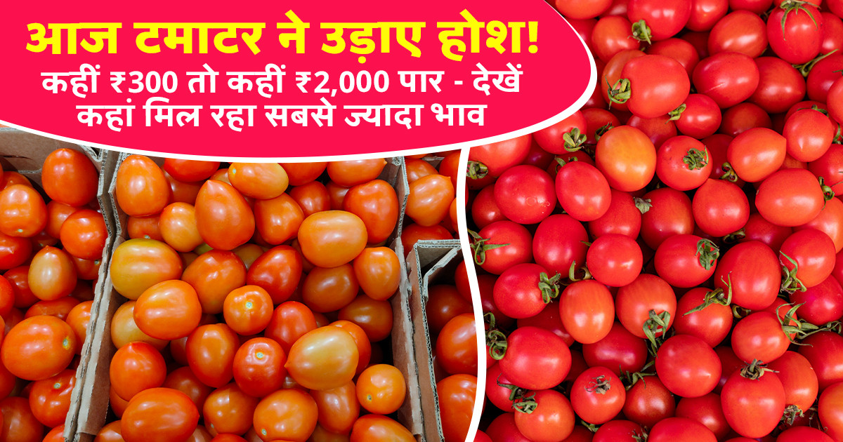 Tomato Market Prices Today - (22 February, 2026)