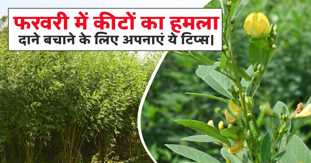Arhar Crop Pest Control in February