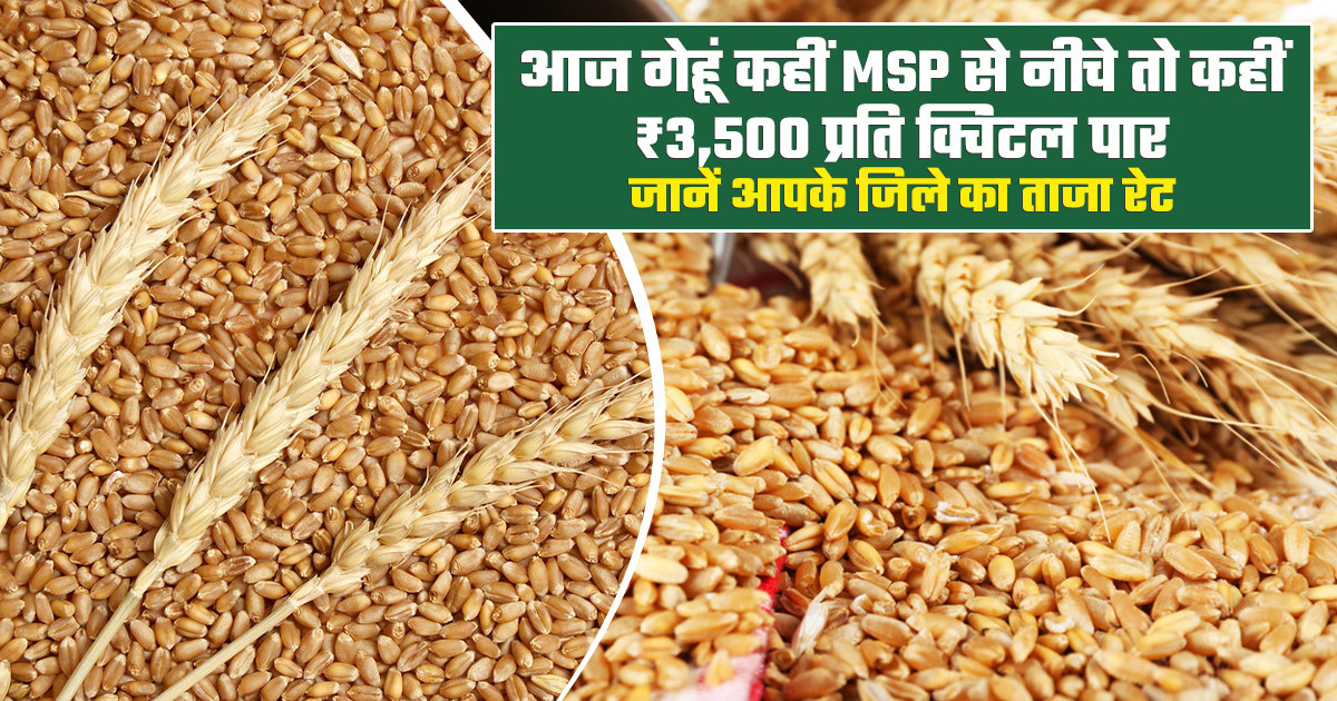 Wheat Market Prices Today - (24 February, 2026)