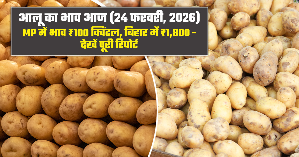 Potato Market Prices Today (24 February, 2026)